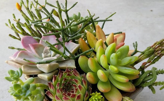 おうち時間は植物に癒されて