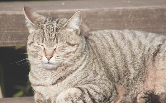 「グーグーだって猫である」