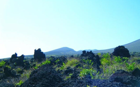 東京から25分の離島!?そうだ、伊豆大島に行こう。【前編】