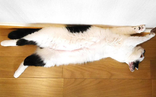 夏の風物詩「猫開き」