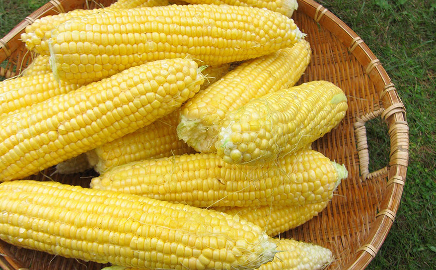 採れたてトウモロコシで夏を乗り切りましょう