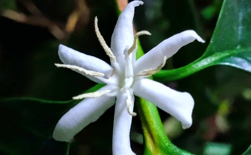 【特集:私の好きな花】我が家の春の楽しみ