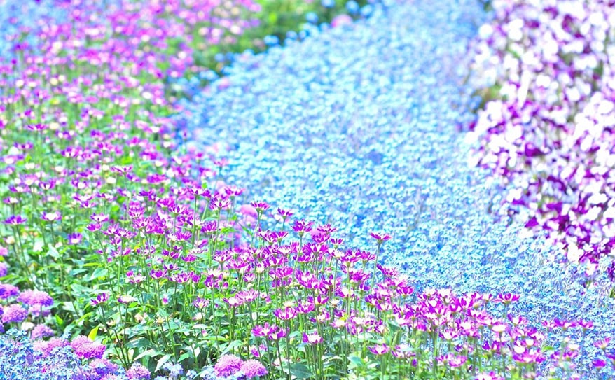 春満開! 春のお花に秘められた言葉
