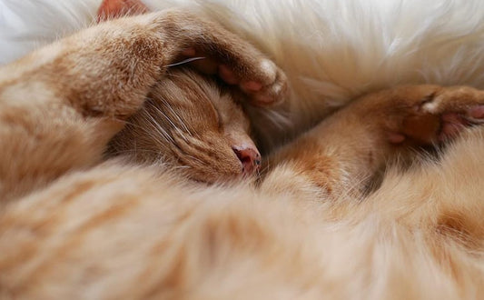 【特集】免疫力をアップさせる「眠り」