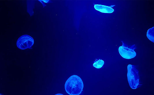 【アレティ アンバサダー コラム】我が家の旅の思い出と過ごし方