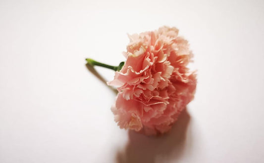 【 母の日 キャンペーン 】母と子の在宅事件簿、編集部に寄せられた衝撃エピソードを紹介!