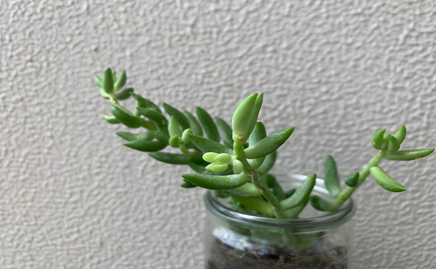 【アレティ アンバサダー コラム】観葉植物で部屋の印象をチェンジ
