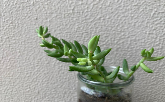 【アレティ アンバサダー コラム】観葉植物で部屋の印象をチェンジ