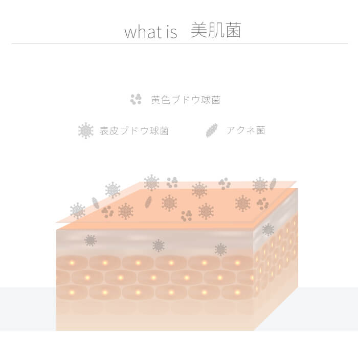 うる肌レシピ ローション 美肌菌 化粧水 l1709