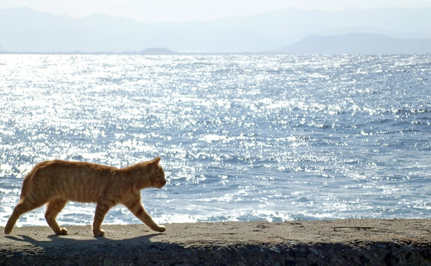 台湾に行ったらここは外せない！ 猫の村で癒される旅