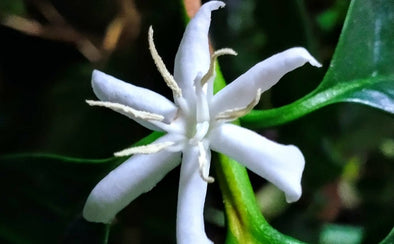 【特集：私の好きな花】我が家の春の楽しみ