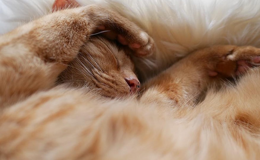 【特集】免疫力をアップさせる「眠り」