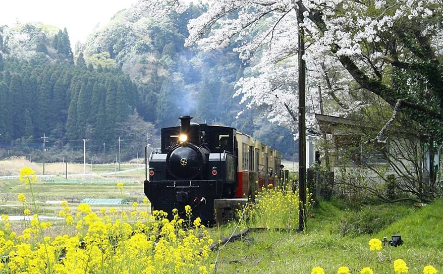 【特集：私の好きな花】桜と菜の花のコラボレーション