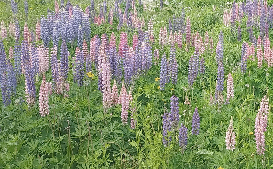 【特集：私の好きな花】一輪の花で心に安らぎを